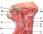 Медиальная и задняя группы мышц бедра, их функции, кровоснабжение, иннервация